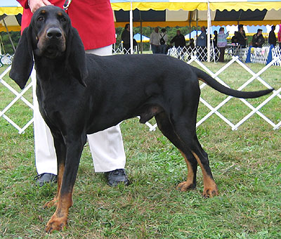 Free Black and Tan Coonhound Images